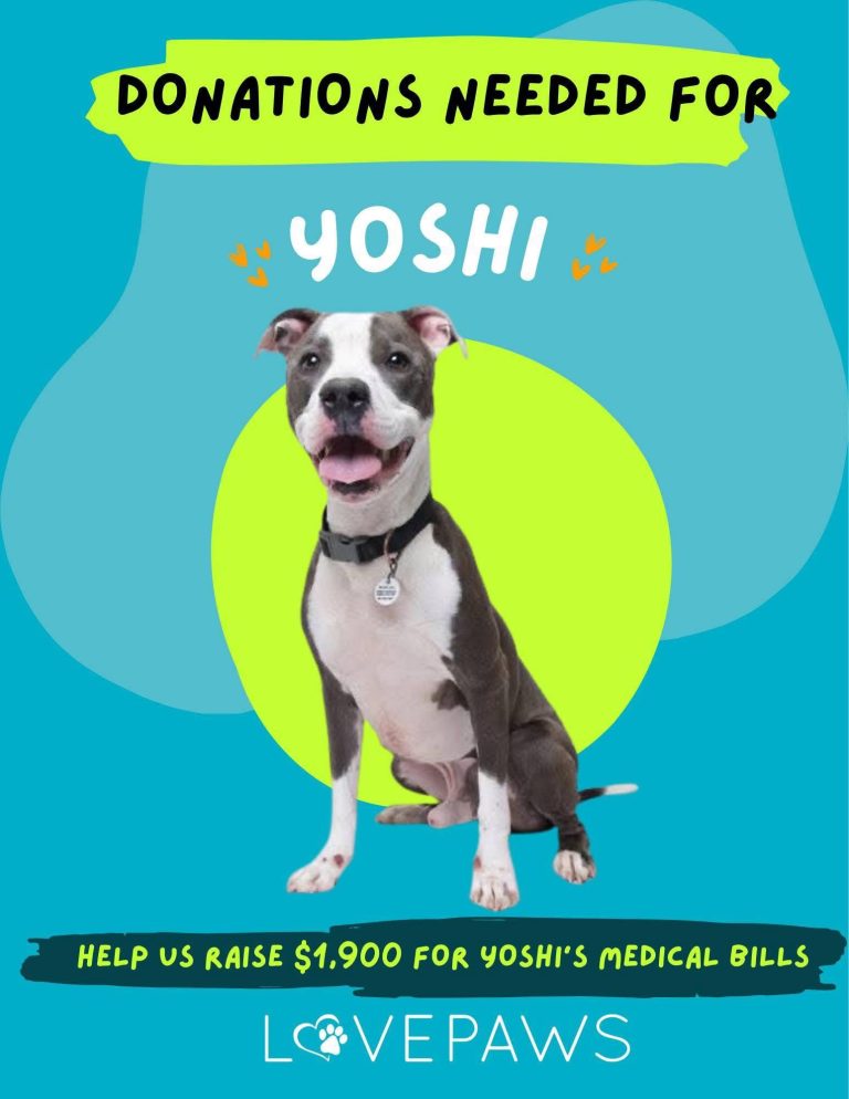 Danations needed for Yoshi!